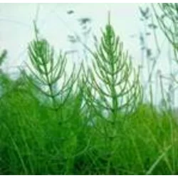 Institut Josif Pančić Čaj rastavić herba, 50g