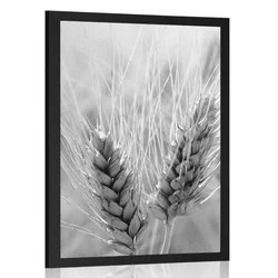 Plakat pšenično polje v črnobeli varianti - 40x60 no frame