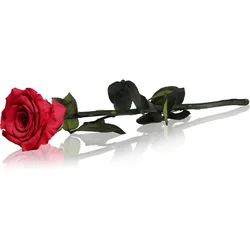 RoseAmor Red stabilizirana vrtnica na steblu 30 cm 1 kos