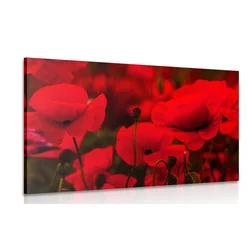 Slika polje divjega maka - 40x30