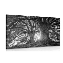 Slika črnobela veličastna drevesa - 40x30