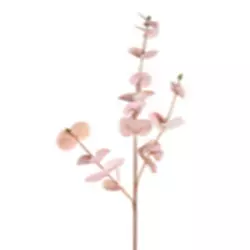 EUKALYPTUS ZWEIG
