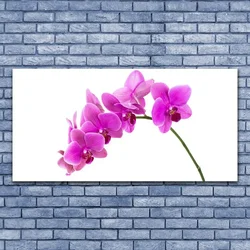 tulup.si Slika na akrilnem steklu Orchid cvet orhideje 140x70 cm 2 obešalnika
