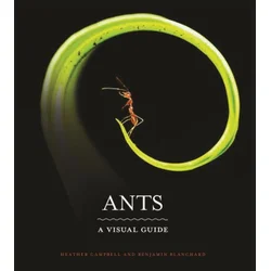 Benjamin Blanchard - Ants