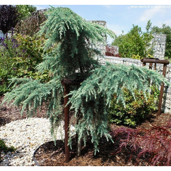 PRITLIKAVA HIMALAJSKA CEDRA, CEDRUS DEODARA FEELING BLUE