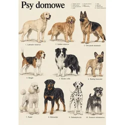 Plakat 30x40 cm Domači psi pasme psov starinski atlas pasem
