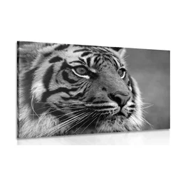 Slika bengalski tiger v črnobeli izvedbi - 40x30