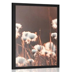 Plakat bombažna trava - 20x30 no frame