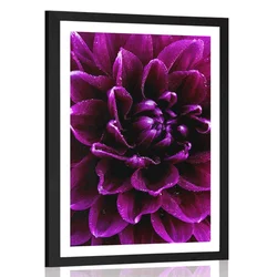 Plakat s paspartujem vijolično purpurni cvet - 40x60 no frame