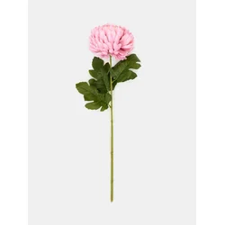 Sinsay - Dekorativna biljka – hrizantema - roze