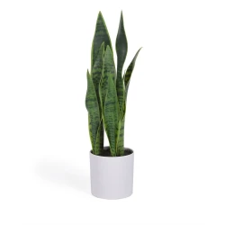 Umetna rastlina (višina 55 cm) Sansevieria – Kave Home