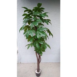 Lilium stablo seflera 165 cm 878212
