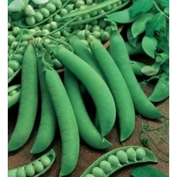 SENATORE GRAH 500gr