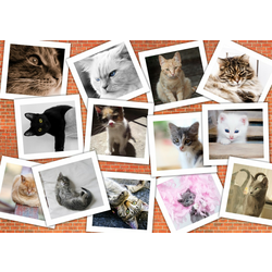 Grafika - Puzzle Cats - 2 000 kosov