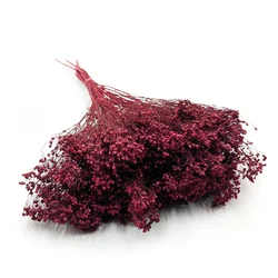 Posušen cvet metle - Metla - Bordo