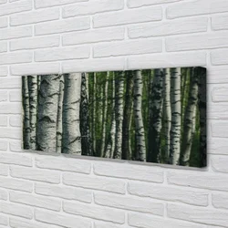 tulup.si Slika na platnu Breza gozd 140x70 cm