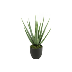 Dekordom Cvet u saksiji aloe 49cm 768198 - green - dcs ( 040141 )