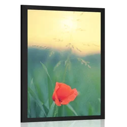 Plakat mak v travi - 30x45 no frame