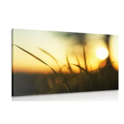 Slika sončni zahod v travi - 60x40