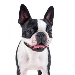 Boston Terrier Notebook: 8.5 x 11, College Ruled, 150 Pages for Elementary, Primary, Middle, High School or University For Dog Fans