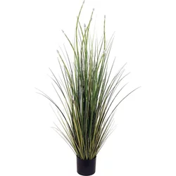 A La Maison Preslica (Equisetum), 120 cm