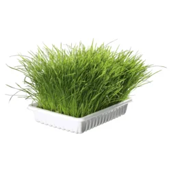 Trixie Mačija trava, posuda 100 g