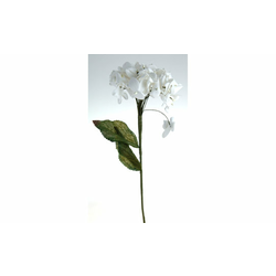 Hortenzija dekorativna bijela