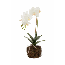 J-Line  Umetna rastlina  Orchid In Soil