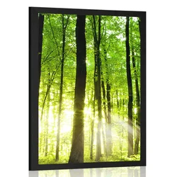 Plakat sveži zeleni gozd - 20x30 silver