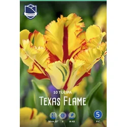 Čebulice tulipan Texas flame, 10 kosov
