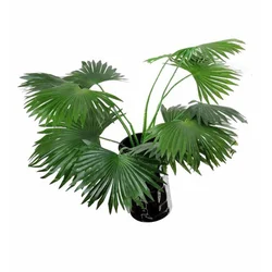 Lilum veštački buket palme 50 cm DDY136925