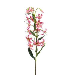 Lilija veja roza 80 cm - roza - 76 do 100 cm