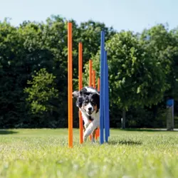 Agility slalom štapovi za treniranje psa