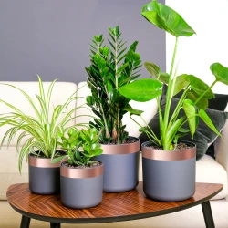 Bakarna traka za zaštitu od puževa 6 pcs Bakar 50 mm x 20 m