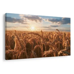 Slika zlato žito ob sončnem zahodu - 60x40
