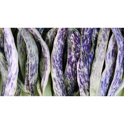 FIŽOLI NIZKI MERVEILLE DE PIEMONTE BIG PACK 70gr