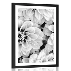 Plakat s paspartujem cvetovi dalije v črnobeli varianti - 40x60 white