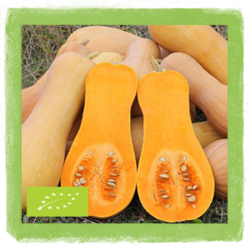 Tikva butternut bio cca 1 kg