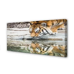 tulup.si Slika na platnu Tiger drink 100x50 cm