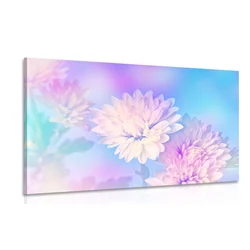 Slika cvet krizanteme - 150x100