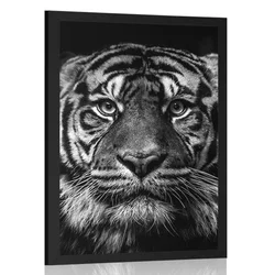 Plakat tiger v črnobeli varianti - 30x45 no frame