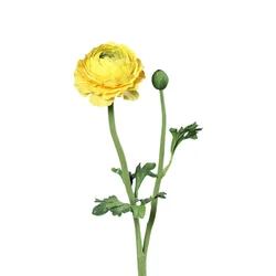 Umetna rastlina (višina 50 cm) Buttercup – Ego Dekor