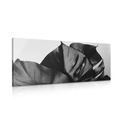Slika črnobel list monstere - 120x60