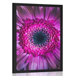 Plakat purpurna gerbera - 40x60 silver