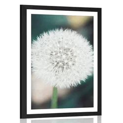 Plakat s paspartujem bela puhasta regratova lučka - 20x30 no frame