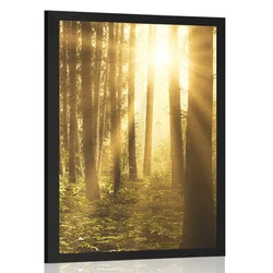 Plakat sončni vzhod v gozdu - 60x90 no frame