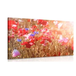 Slika mak prekrit s soncem - 60x40