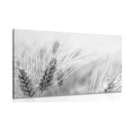 Slika pšenično polje v črnobeli izvedbi - 30x20