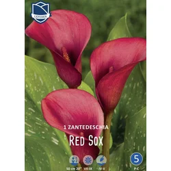 Čebulica Kala Red Sox, 1 kos