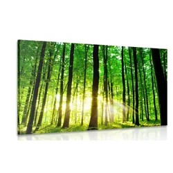 Slika sveži zeleni gozd - 90x60